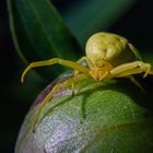 Veränderliche Krabbenspinne (Misumena vatia)