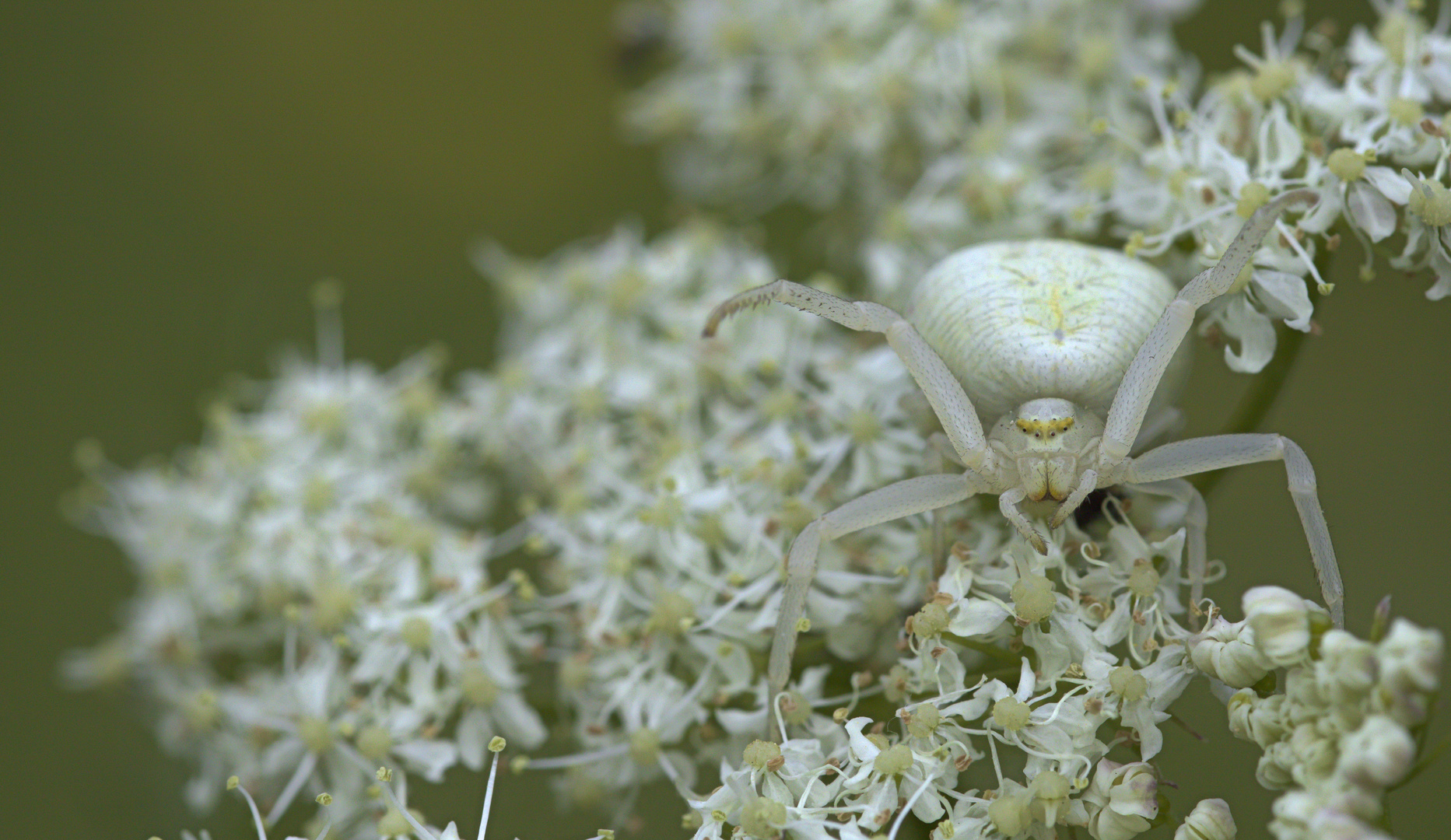 Veränderliche Krabbenspinne (Misumena vatia) 