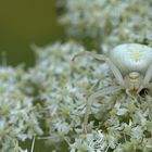 Veränderliche Krabbenspinne (Misumena vatia) 