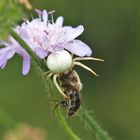 Veränderliche Krabbenspinne (Misumena vatia)