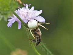 Veränderliche Krabbenspinne (Misumena vatia)