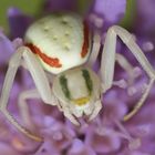 Veränderliche Krabbenspinne (Misumena vatia)