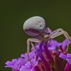 veränderliche Krabbenspinne, Misumena vatia