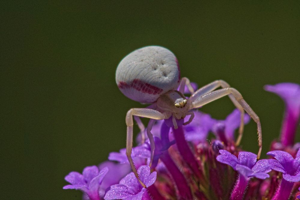 veränderliche Krabbenspinne, Misumena vatia