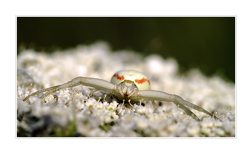 Veränderliche Krabbenspinne (Misumena vatia)