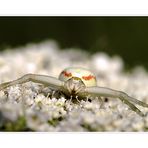 Veränderliche Krabbenspinne (Misumena vatia)