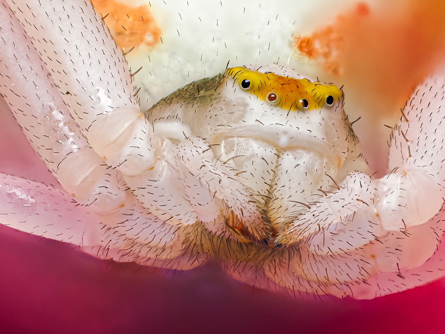 Veränderliche Krabbenspinne (Misumena vatia) 