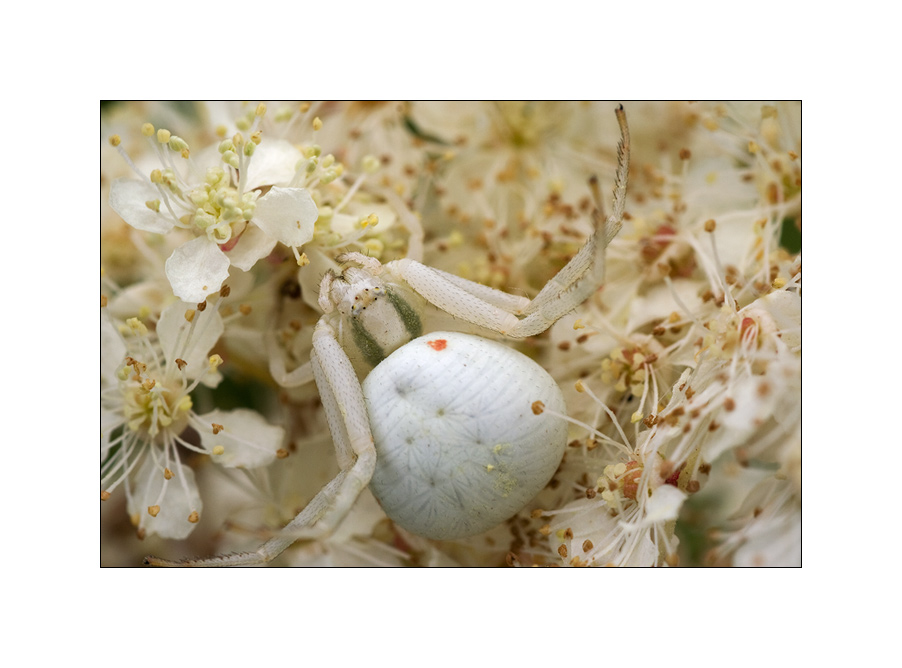 Veränderliche Krabbenspinne - Misumena vatia