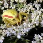 Veränderliche Krabbenspinne (Misumena vatia)