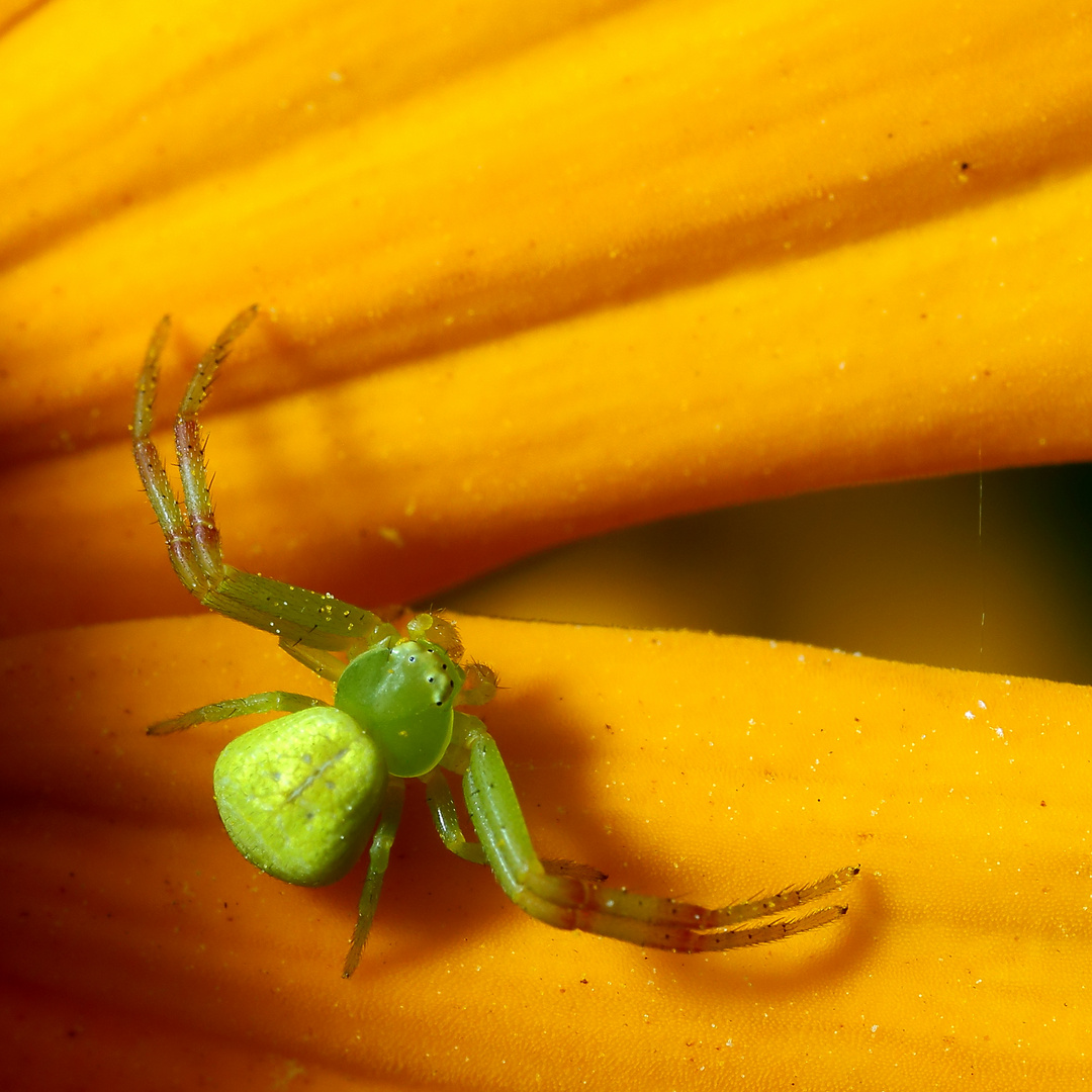 Veränderliche Krabbenspinne (Misumena vatia) am Sonnenhut (I)