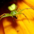 Veränderliche Krabbenspinne (Misumena vatia) am Sonnenhut (II)