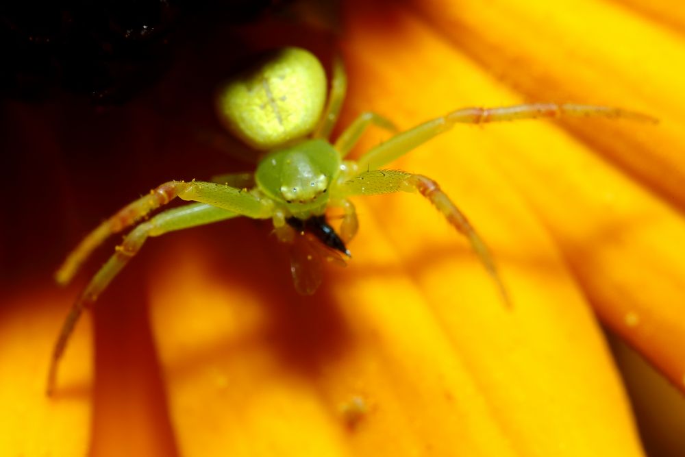 Veränderliche Krabbenspinne (Misumena vatia) am Sonnenhut (II)