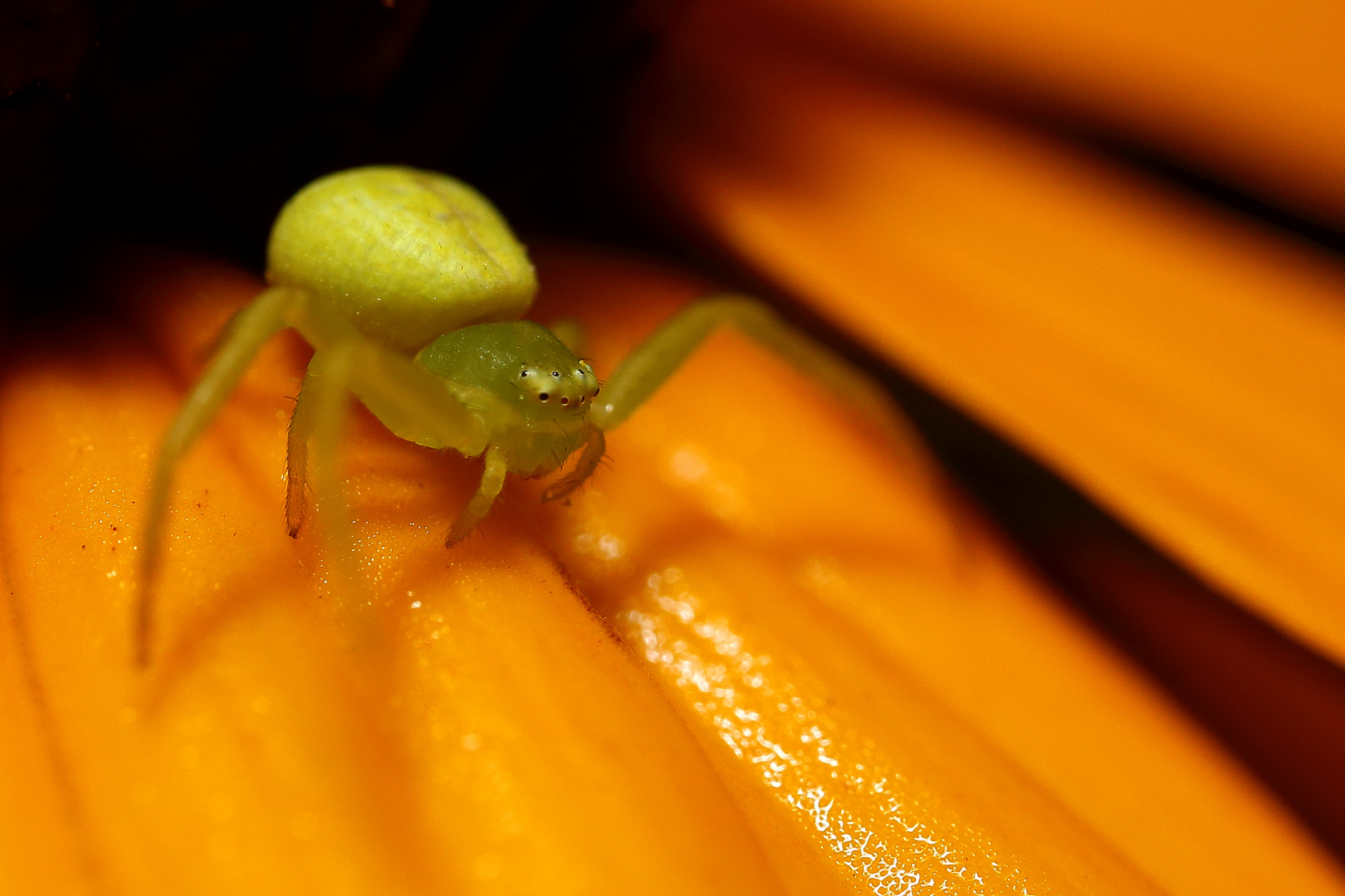 Veränderliche Krabbenspinne (Misumena vatia) am Sonnenhut (III)