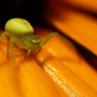 Veränderliche Krabbenspinne (Misumena vatia) am Sonnenhut (III)