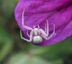 Veränderliche Krabbenspinne (Misumena vatia) auf Mauretanischer Malve (2)