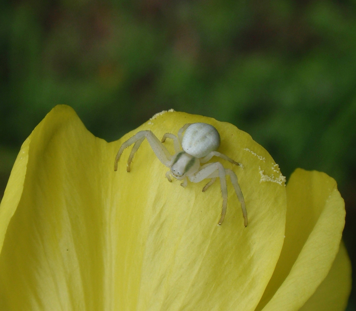 Veränderliche Krabbenspinne (Misumena vatia) auf Nachtkerze (1) - Makro