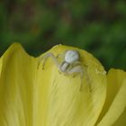 Veränderliche Krabbenspinne (Misumena vatia) auf Nachtkerze (1) - Makro