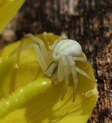 Veränderliche Krabbenspinne (Misumena vatia) auf Nachtkerze (2) - Makro