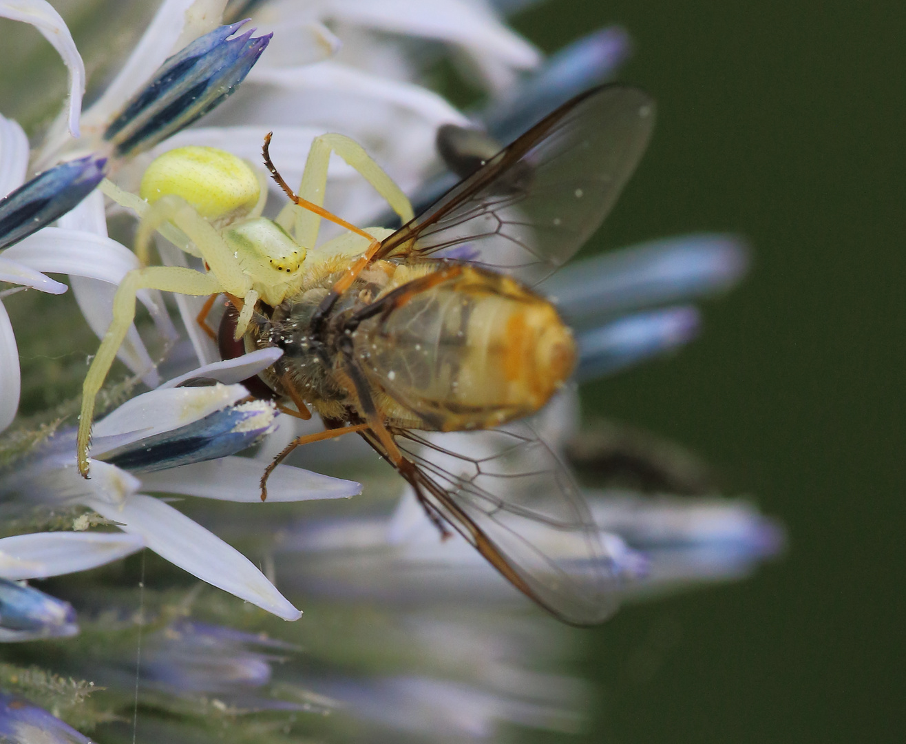 Veränderliche Krabbenspinne/ Misumena Vatia