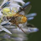 Veränderliche Krabbenspinne/ Misumena Vatia