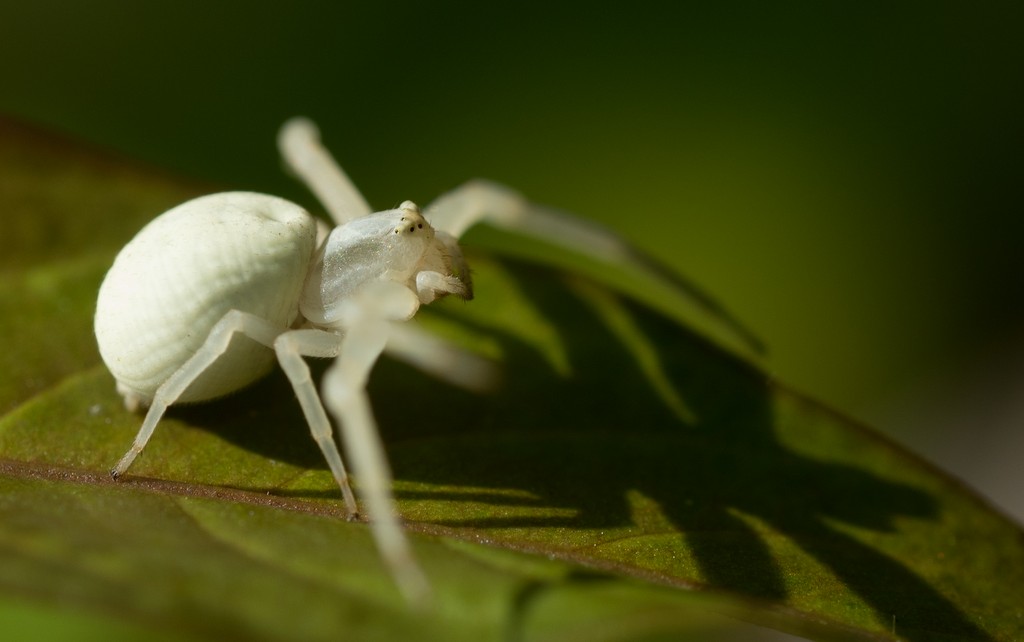 Veränderliche Krabbenspinne (Misumena vatia)