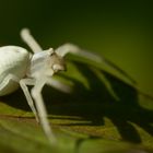 Veränderliche Krabbenspinne (Misumena vatia)