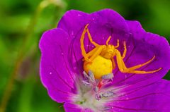 Veränderliche Krabbenspinne (Misumena vatia)