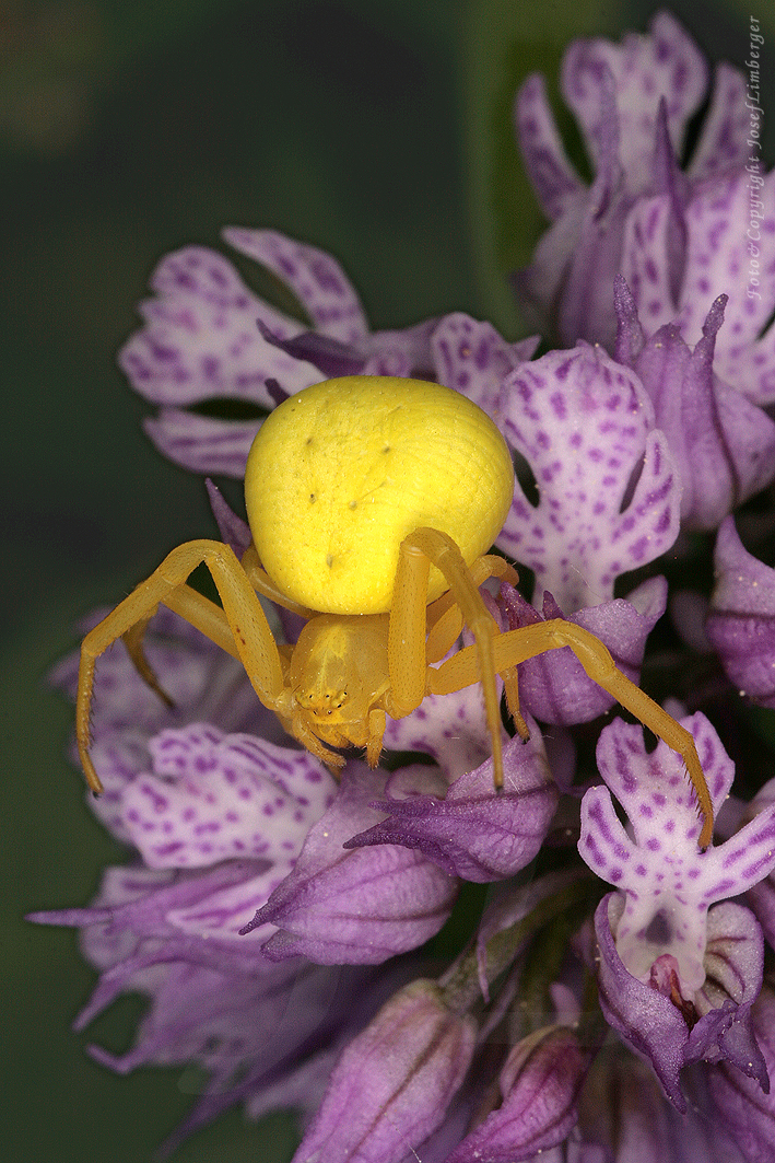 Veränderliche Krabbenspinne (Misumena vatia) C. Josef Limberger 