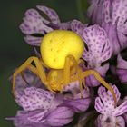 Veränderliche Krabbenspinne (Misumena vatia) C. Josef Limberger 