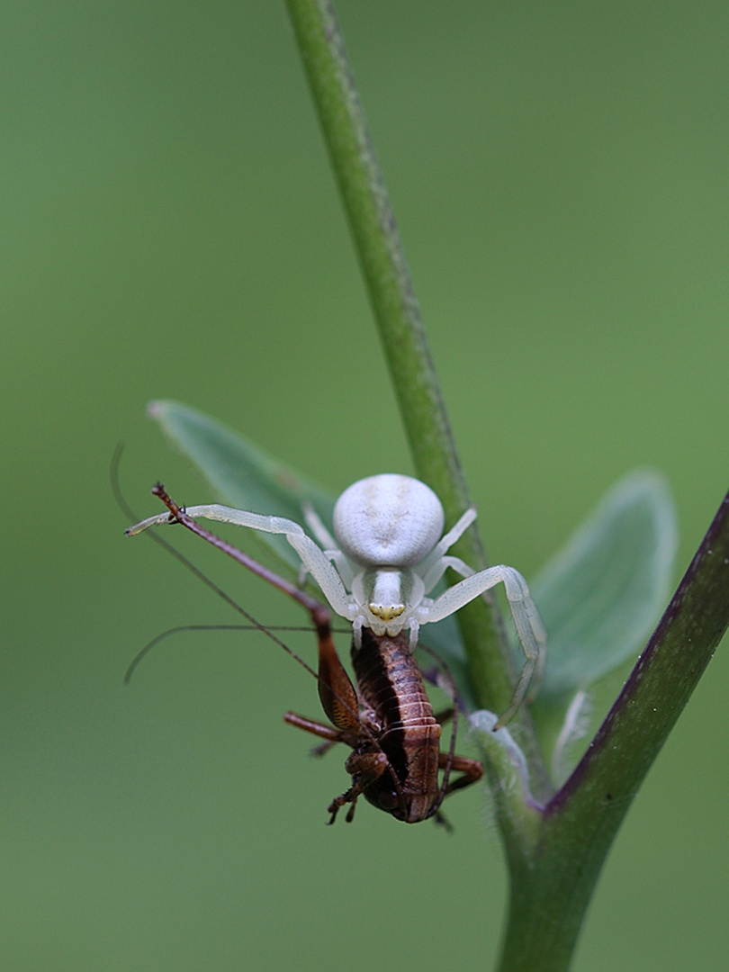 Veränderliche Krabbenspinne.. Misumena vatia