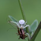 Veränderliche Krabbenspinne.. Misumena vatia