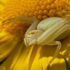 Veränderliche Krabbenspinne (Misumena vatia)