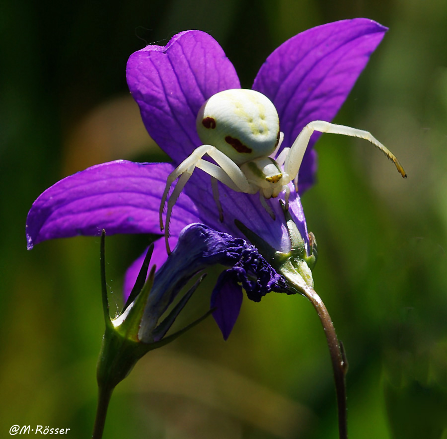 Veränderliche Krabbenspinne (Misumena vatia)