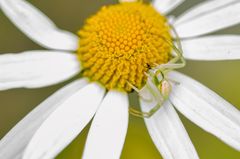 Veränderliche Krabbenspinne (Misumena vatia)