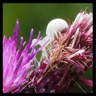 Veränderliche Krabbenspinne, Misumena vatia