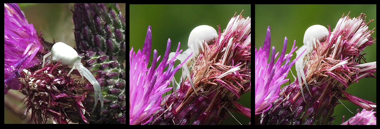 Veränderliche Krabbenspinne, Misumena vatia