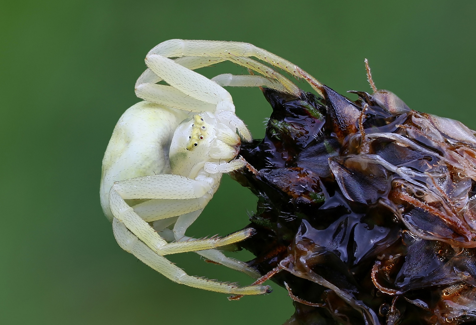 Veränderliche Krabbenspinne (Misumena vatia)