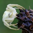 Veränderliche Krabbenspinne (Misumena vatia)