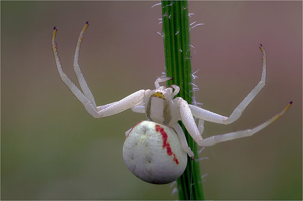 Veränderliche Krabbenspinne (Misumena vatia) II