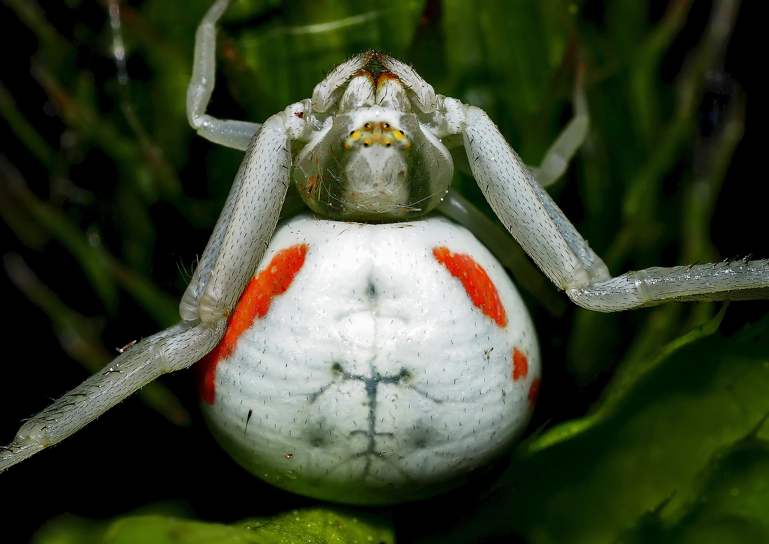 Veränderliche Krabbenspinne (Misumena vatia) - La Thomise variable.