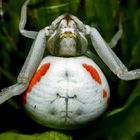 Veränderliche Krabbenspinne (Misumena vatia) - La Thomise variable.