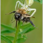 Veränderliche Krabbenspinne (Misumena vatia) mit Beute