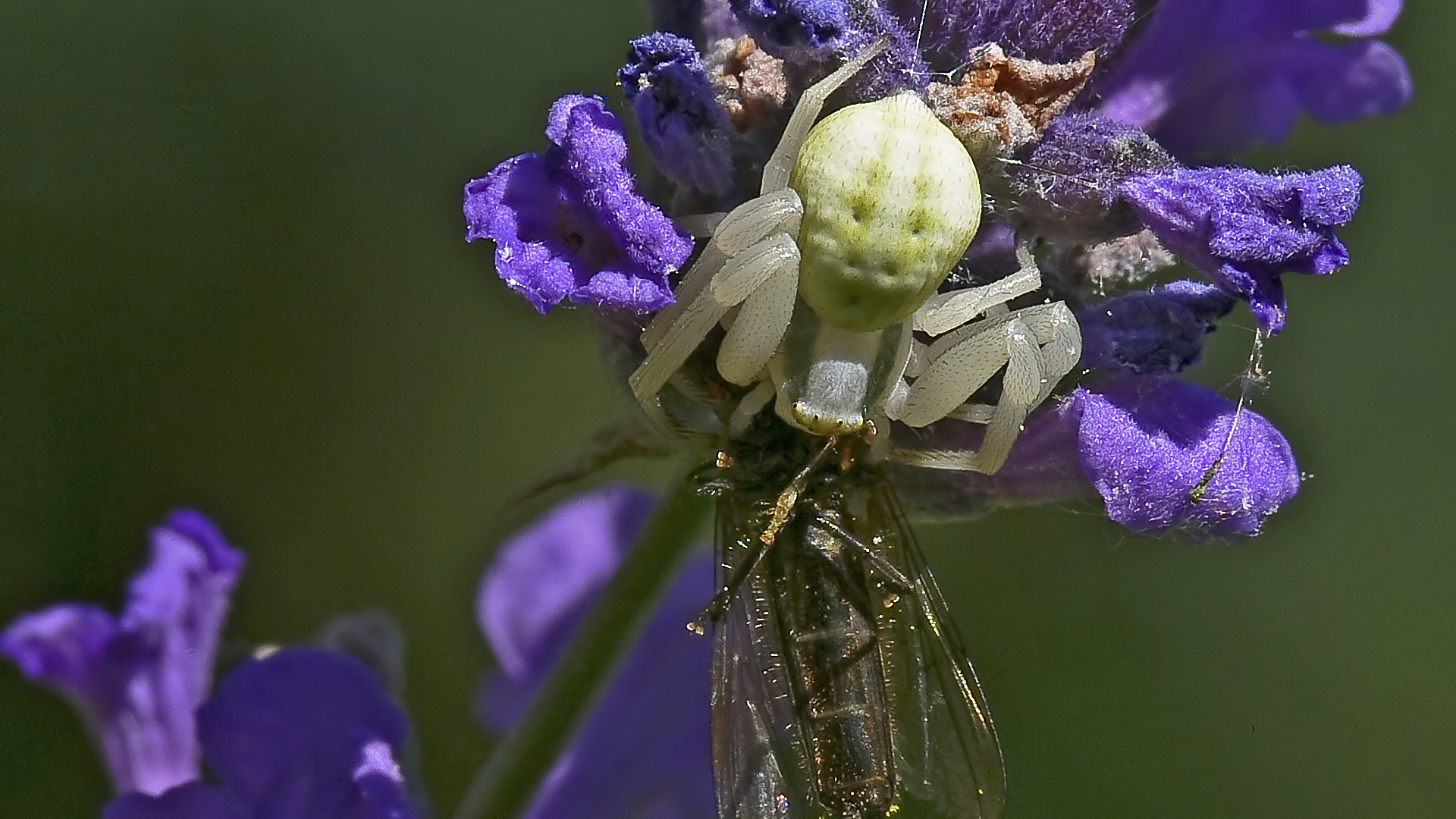 Veränderliche Krabbenspinne (Misumena vatia) mit Beute