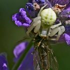 Veränderliche Krabbenspinne (Misumena vatia) mit Beute