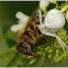 Veränderliche Krabbenspinne (Misumena vatia) mit Beute