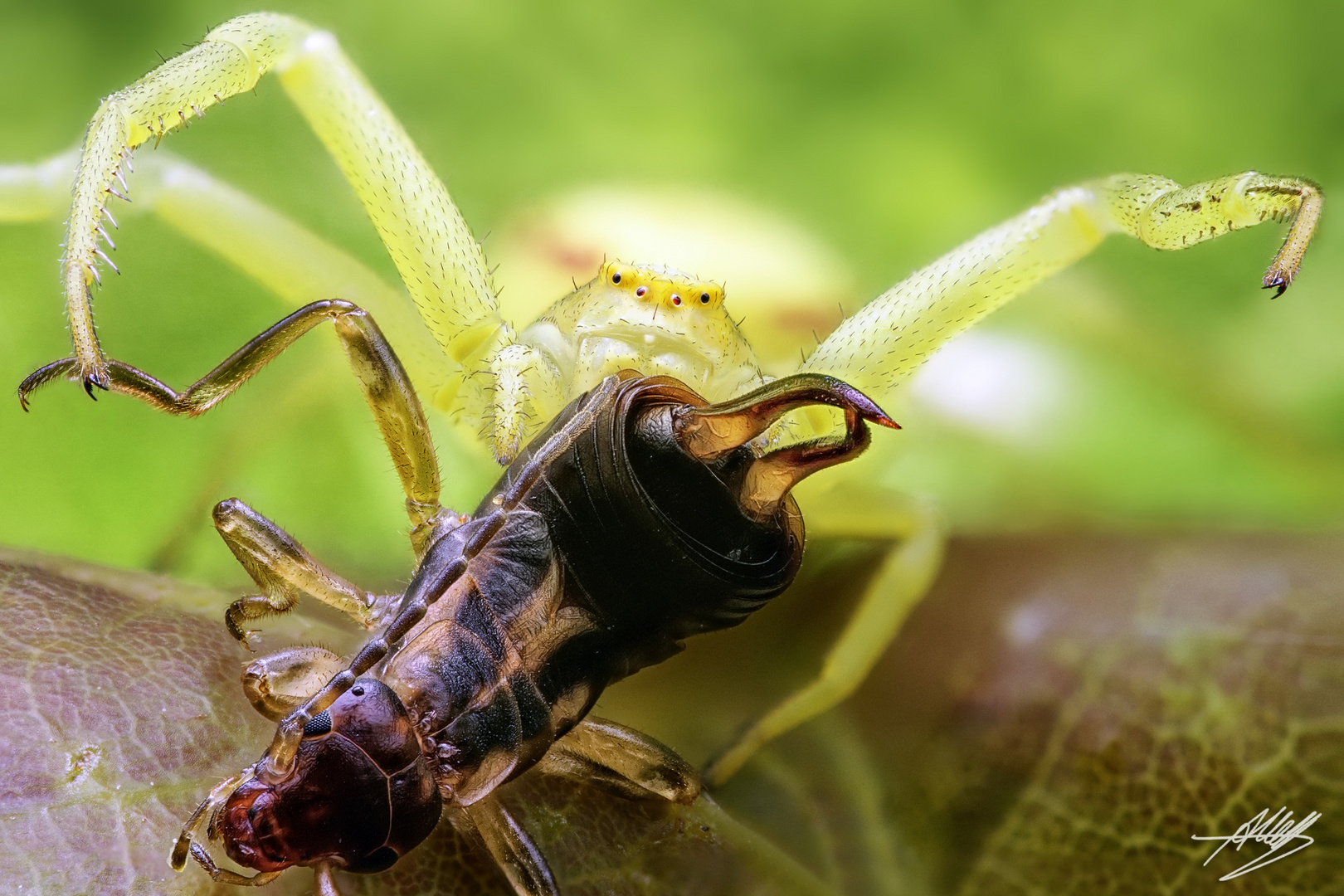 Veränderliche Krabbenspinne (Misumena vatia) mit Beute (Gemeiner Ohrwurm)