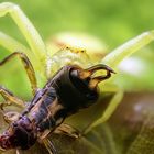 Veränderliche Krabbenspinne (Misumena vatia) mit Beute (Gemeiner Ohrwurm)