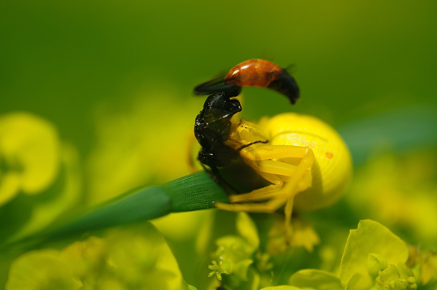 Veränderliche Krabbenspinne (Misumena vatia) mit erbeuteter Sandwespe