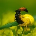 Veränderliche Krabbenspinne (Misumena vatia) mit erbeuteter Sandwespe