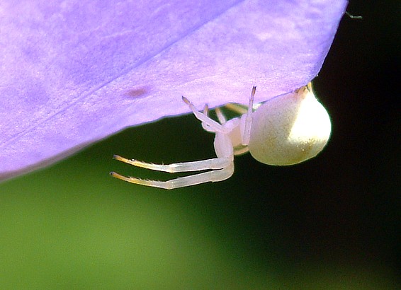 Veränderliche Krabbenspinne (Misumena vatia) mit violetten Beinchen